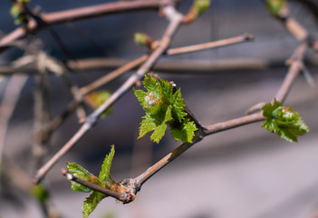 branch of tree in spring