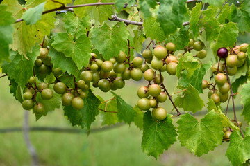 GEORGIA VINEYARD