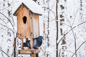 Birdhouse with snow in a winter cold forest and a pigeon bird