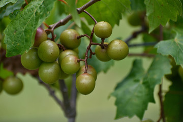 GEORGIA VINEYARD