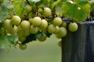 GEORGIA VINEYARD