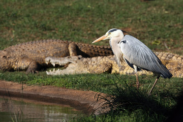 The grey heron (Ardea cinerea) stands on the shore of a crocodile zoo.