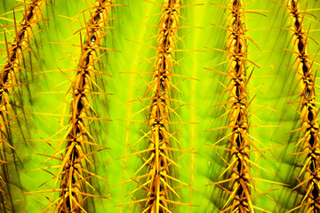 cactus spikes, closeup