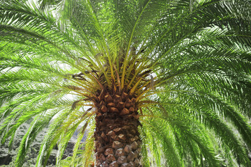 Tropical palm tree, bottom shot