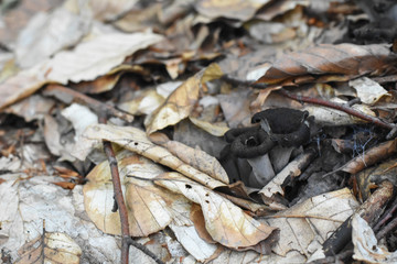 Horn of plenty mushrooms Craterellus cornucopioides in nature. The Black Trumpet fungi