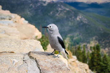 bird on rock