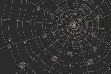 dew on a grid of concentric cobweb on black background