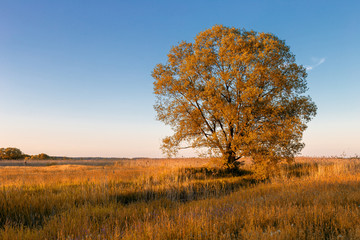 A lonely autumn tree.