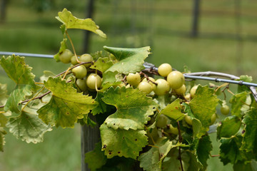 GEORGIA VINEYARD