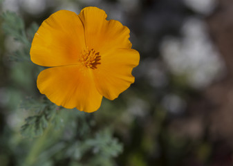 Closeup of Yellow Poppy