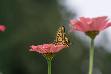 Yellow butterfly on a flower 