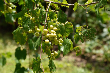 GEORGIA VINEYARD