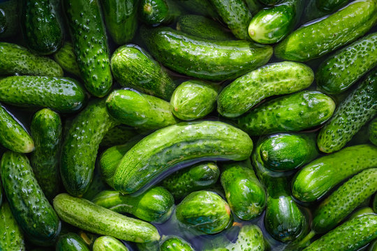 Preparations for pickling cucumbers in the village