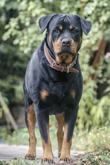 Fototapeta premium dog portrait adult rottweiler on walk in gaden