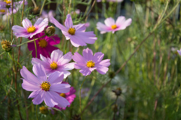 Cluster of pink cosmea flowers at the green background on a flowerbed
