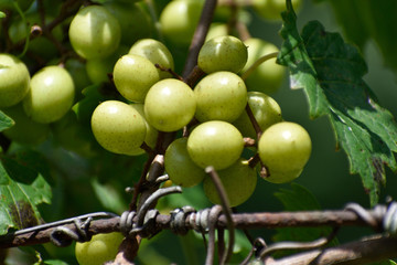 GEORGIA VINEYARD