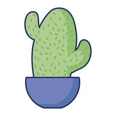 potted cactus nature flora decoration
