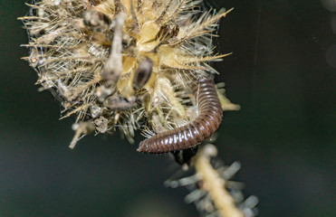 raupe insecta makro