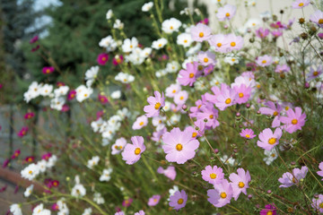 Obraz premium Flowerbed with pink, white and purple cosmea flowers
