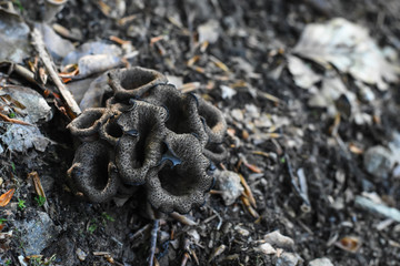 Horn of plenty mushrooms Craterellus cornucopioides in nature. The Black Trumpet fungi