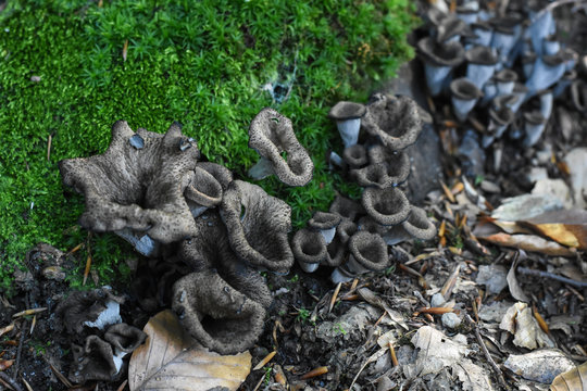 Horn of plenty mushrooms Craterellus cornucopioides in nature. The Black Trumpet fungi