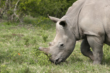 A white rhinoceros (Ceratotherium simum) in the wild in South Africa. This is an endangered animal. 