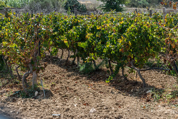 Fototapeta na wymiar Vineyard in Gozo. Horizontal. space for text.