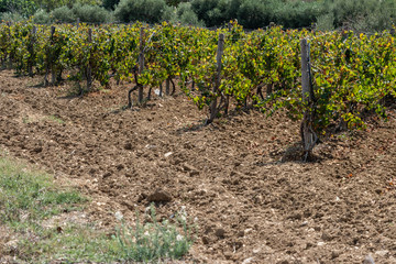 Vineyard in Gozo. Horizontal. space for text.