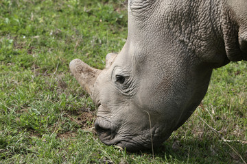 Naklejka premium A white rhinoceros (Ceratotherium simum) in the wild in South Africa. This is an endangered animal. 