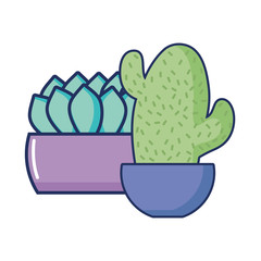 potted cactus and plant floral decoration