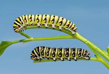 Naklejka premium Two fifth instar Black Swallowtail butterfly caterpillars on parsley, a light and a dark version, both getting near to pupating