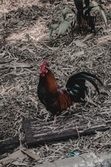 rooster at the park