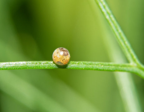 A single Black Swallowtail butterfly egg attached to a delicate Fennel leaf; with caterpillar visible through the shell; nearly ready to eclose