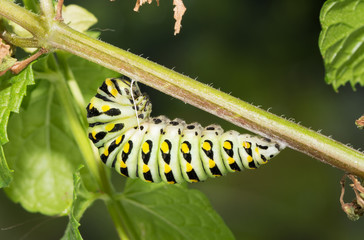 Last instar of Black Swallowtail butterfly caterpillar getting ready to pupate, hanging on a mint stem