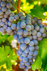 Grapes on a branch, Gala variety. Ripe fruit for making wine. Harvest.