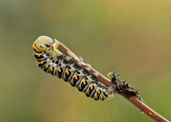 Fourth instar of Black Swallowtail butterfly caterpillar, right after molting, still with a light colored head, and its exuviae, the molted old skin, behind it on the stick