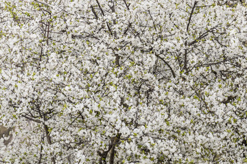 Flowers, flowers, flowers