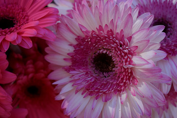 White and  pink asters on the market counter