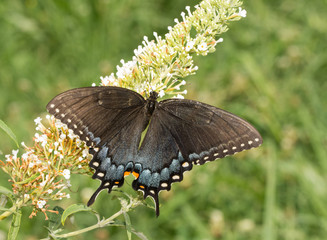 Beautiful female dark morph of Tiger Swallowtail pollinating a Butterflybush