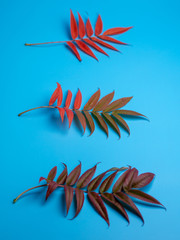 autumn leaves on a blue background