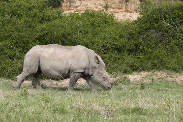 Obraz premium A white rhinoceros (Ceratotherium simum) in the wild in South Africa. This is an endangered animal. 