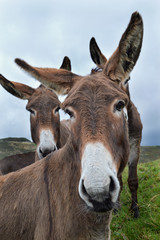 Naklejka na ściany i meble A herd of donkeys in a field, in the country