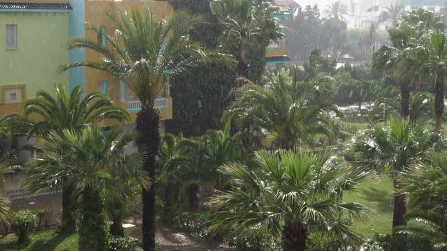 Tropical wind and rain drops falling on the green palm tree leaves . Hurricane Rains . Cyclone. Tropical rainstorm in the jungle against the backdrop of palm tree.