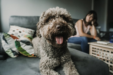 .Young and funny girl playing with her sweet spanish water dog on the sofa of her home. Pet friendly. Lifestyle.