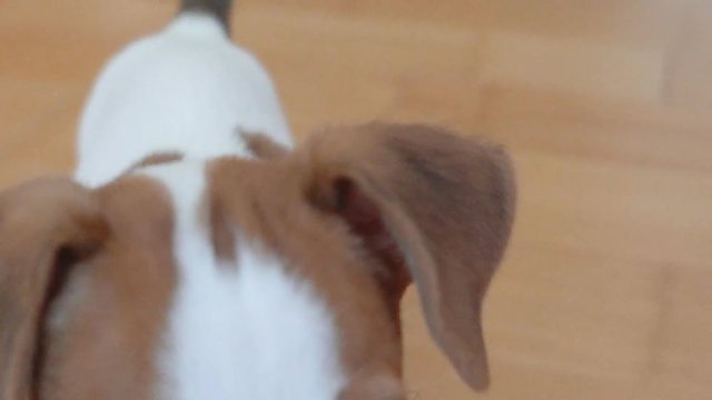 a small puppy Jack Russell Terrier quickly runs on a moving camera. cute little dog smelling glass slowmotion
