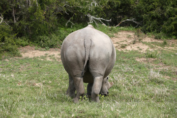 Fototapeta premium A white rhinoceros (Ceratotherium simum) in the wild in South Africa. This is an endangered animal. 