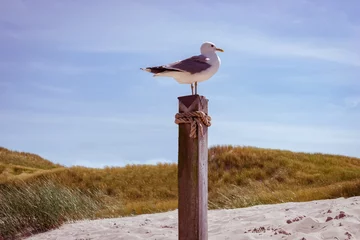 Friesische Dünenlandschaft, Seemöwe sitzt auf einem Pfahl  © Countrypixel