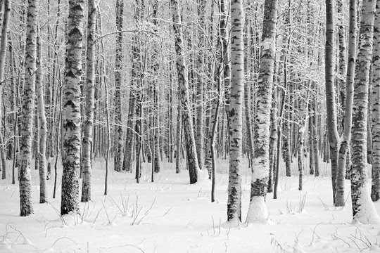Winter wood, black and white photo