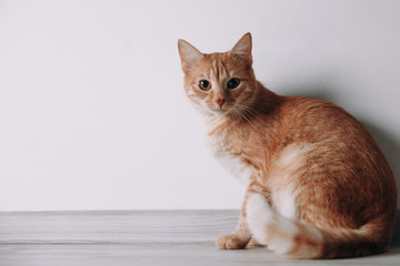 Red cat near the white wall