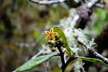 Los detalles de la primavera